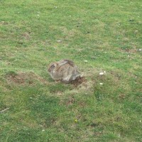 Rabbit
